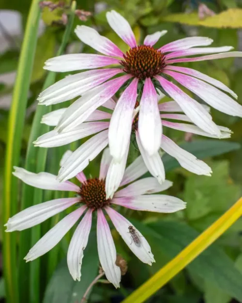 Echinacea Pretty Parasols 'Engeltje', Sonnenhut