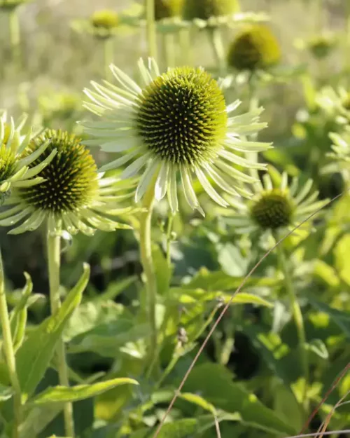 Echinacea 'Green Juwel', Sonnenhut