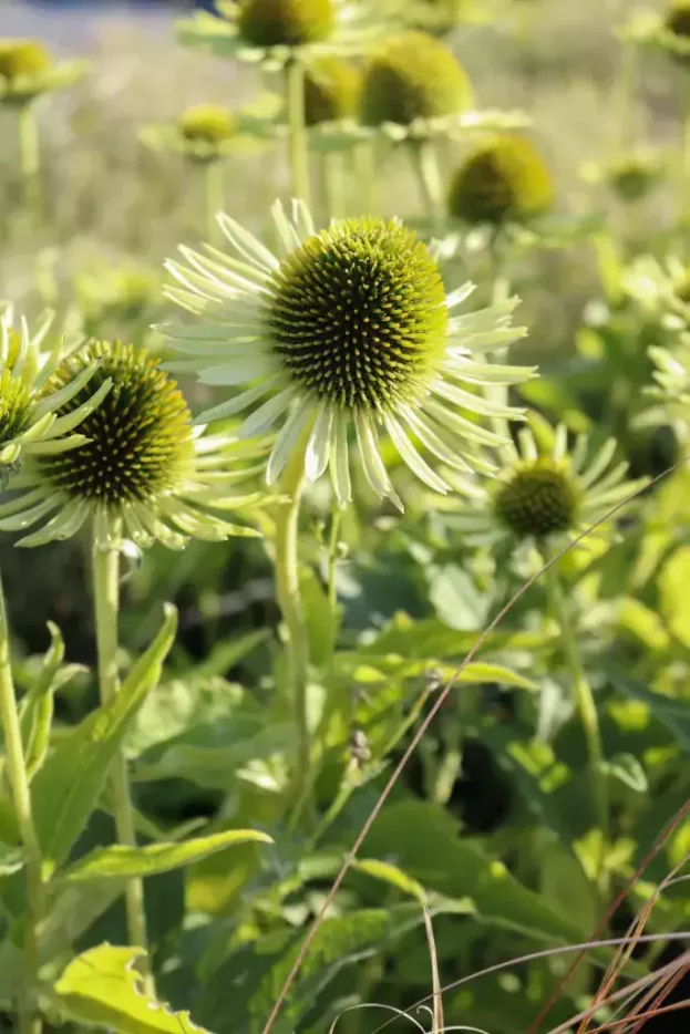 Echinacea 'Green Juwel', Sonnenhut
