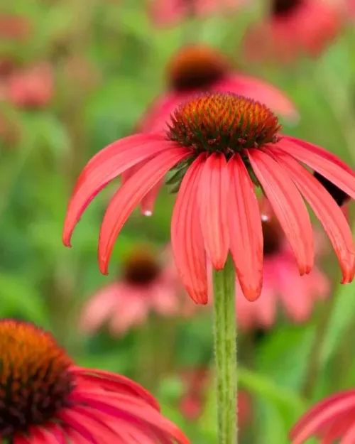 Echinacea 'Tomato Soup', Roter Sonnenhut