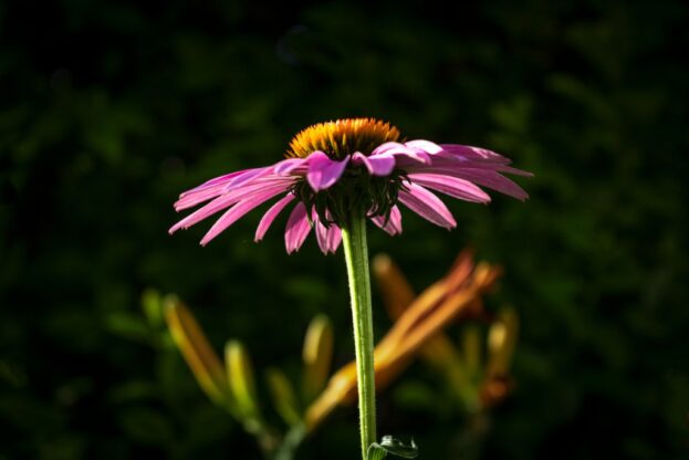 Echinacea purpurea