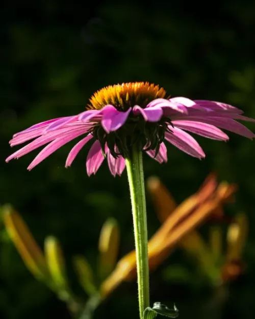 Echinacea purpurea