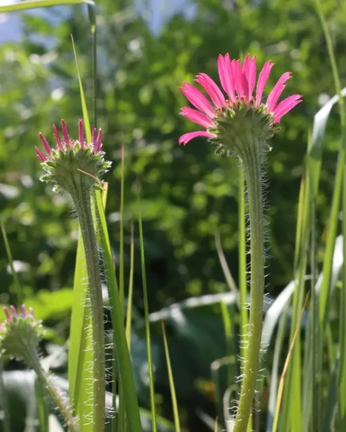 Echinacea tennesseensis, Tennessee-Sonnenhut