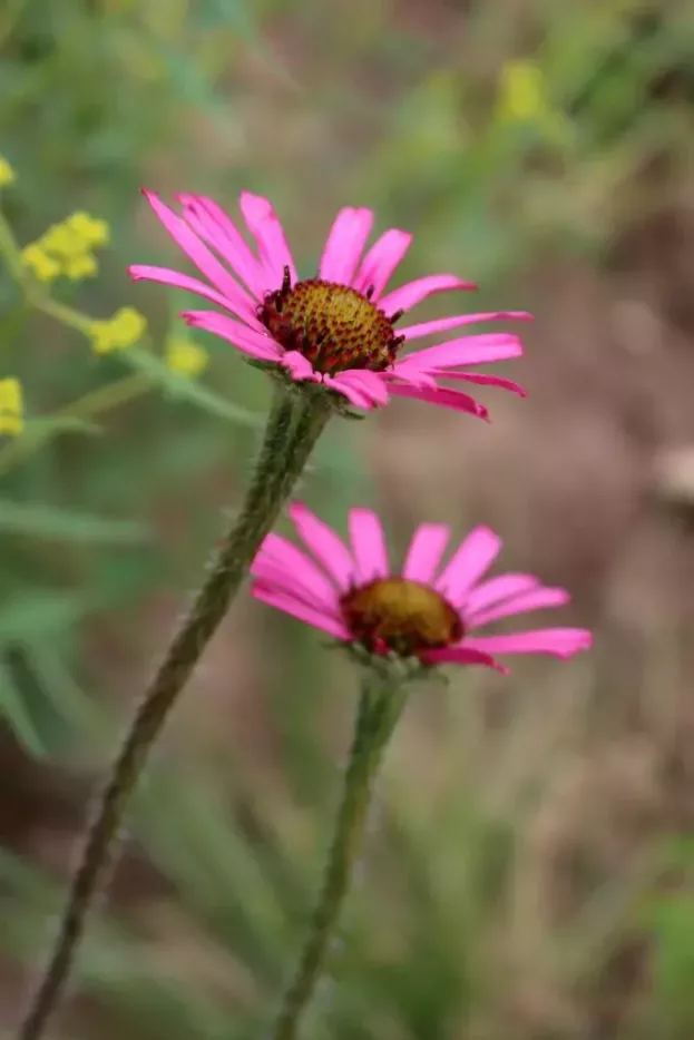 Echinacea tennesseensis, Tennessee-Sonnenhut
