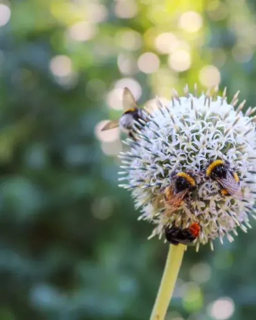 Echinops bannaticus 'Albus', Kugeldistel