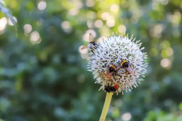 Echinops bannaticus 'Albus', Kugeldistel