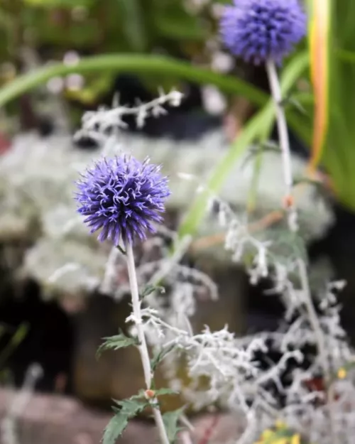 Echinops ritro 'Veitch's Blue', Kugeldistel