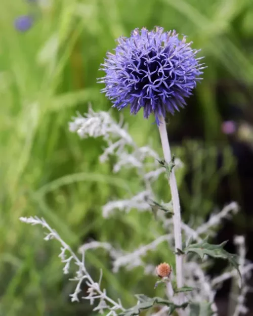 Echinops ritro 'Veitch's Blue', Kugeldistel