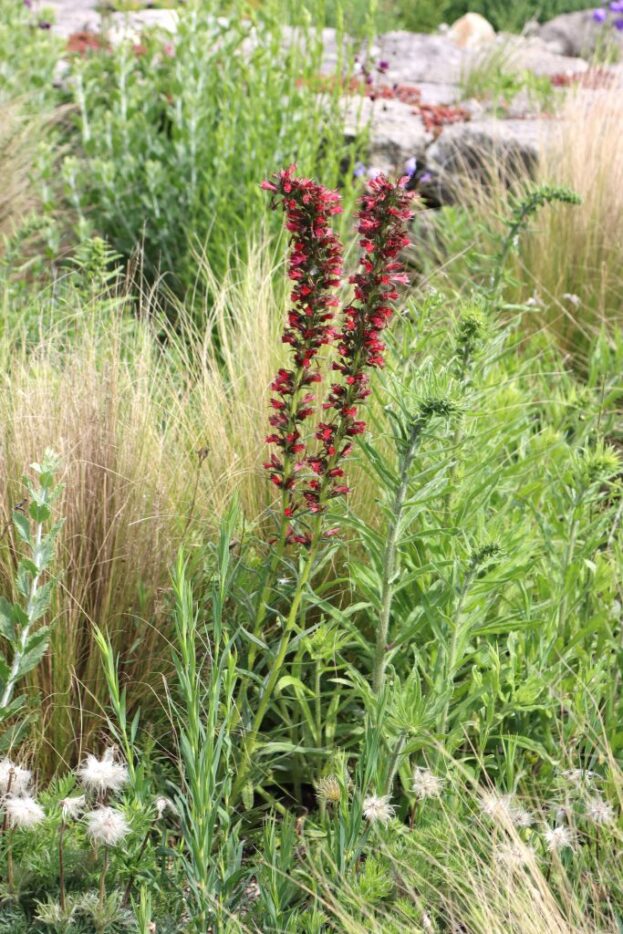 Echium amoenum 'Red Feathers', Kaukasischer Natternkopf