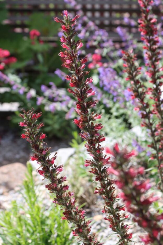 Echium amoenum 'Red Feathers', Kaukasischer Natternkopf