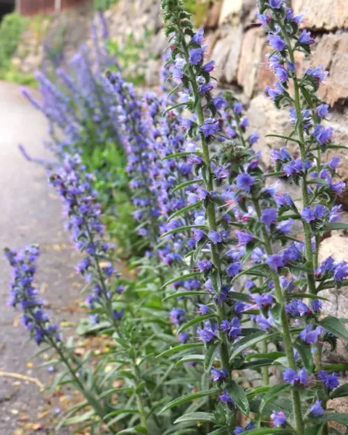 Echium vulgare, Blauer Natternkopf