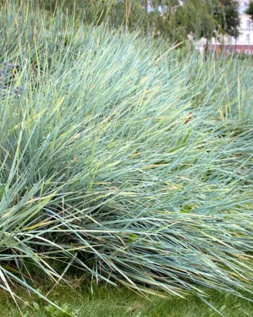 Elymus arenarius (Leymus), Strandhafer