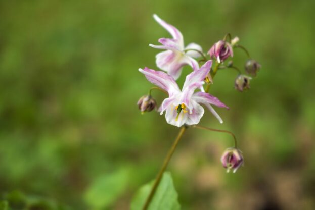 Epimedium 'Akebono', Große Elfenblume