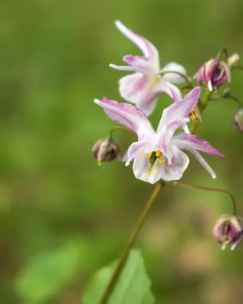 Epimedium 'Akebono', Große Elfenblume