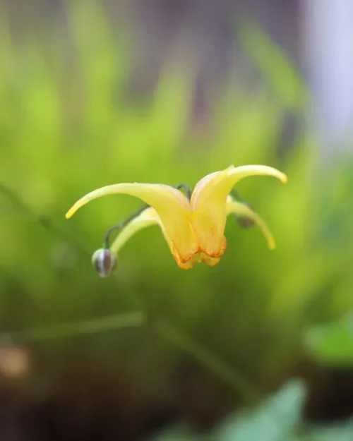 Epimedium 'Amber Queen', Großblumige Elfenblume