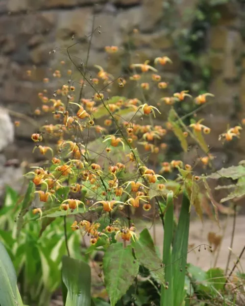 Epimedium 'Amber Queen' - Großblumige Elfenblume