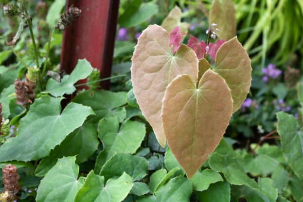 Epimedium 'Pink Elf' - Elfenblume