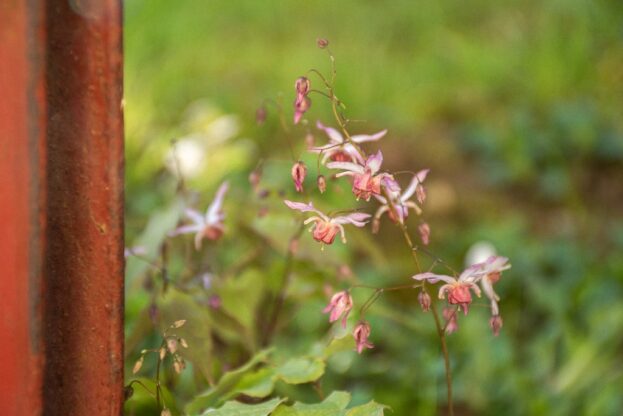 Epimedium Elfenblume Asiatic Hybrid