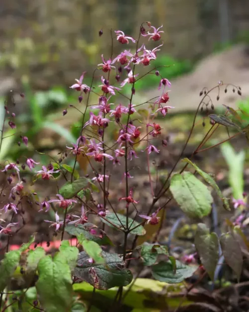 Epimedium 'Pink Elf' - Elfenblume