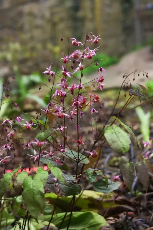 Epimedium 'Pink Elf' - Elfenblume