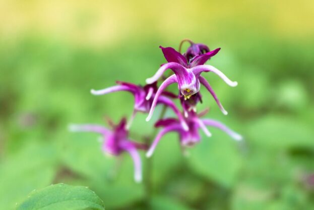 Epimedium 'Purple Pixie', Große Elfenblume