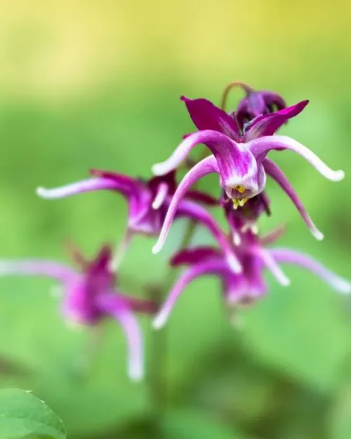 Epimedium 'Purple Pixie', Große Elfenblume
