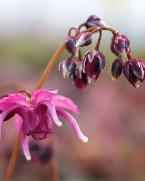 Epimedium 'Red Beauty', Große Elfenblume