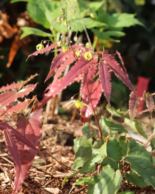 Epimedium 'Spine Tingler', Elfenblume
