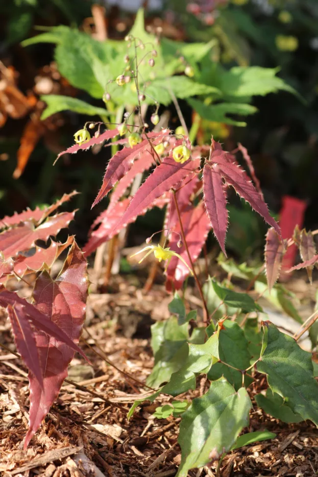 Epimedium 'Spine Tingler', Elfenblume