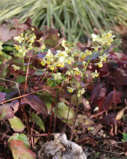Epimedium versicolor 'Sulphureum', Schwefelfarbige Elfenblume