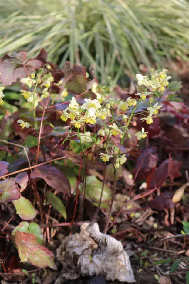 Epimedium versicolor 'Sulphureum', Schwefelfarbige Elfenblume