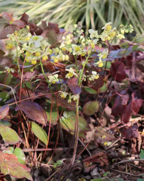 Epimedium versicolor 'Sulphureum', Schwefelfarbige Elfenblume