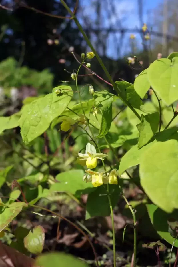 Epimedium versicolor 'Sulphureum', Schwefelfarbige Elfenblume