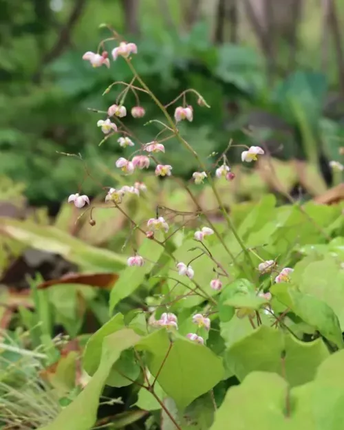 Epimedium x cantabrigiense - Cambridge-Elfenblume