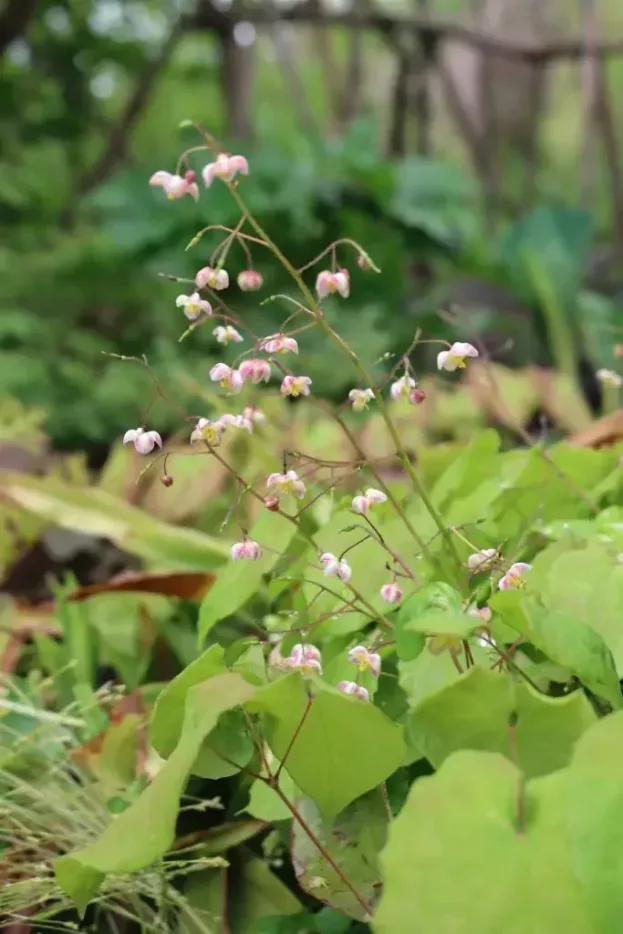 Epimedium x cantabrigiense - Cambridge-Elfenblume