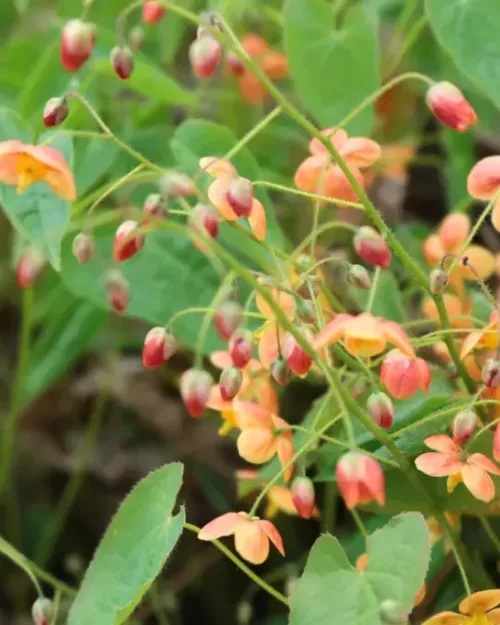 Epimedium 'Orangekönigin', Elfenblume