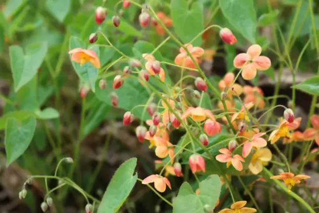 Epimedium 'Orangekönigin', Elfenblume
