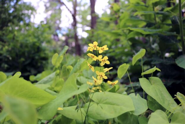 Epimedium pinnatum ssp. colchicum, Kolchische Elfenblume