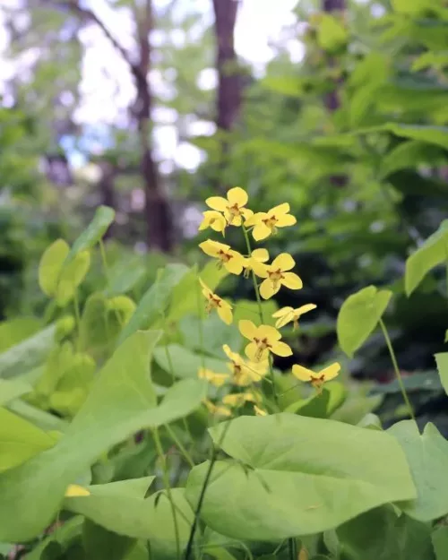 Epimedium pinnatum ssp. colchicum, Kolchische Elfenblume