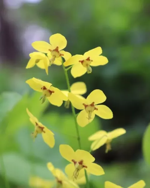 Epimedium pinnatum ssp. colchicum, Kolchische Elfenblume