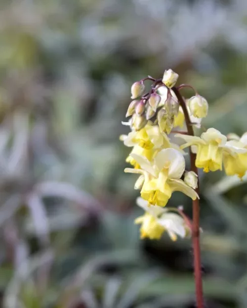 Epimedium versicolor 'Sulphureum', Schwefelfarbige Elfenblume