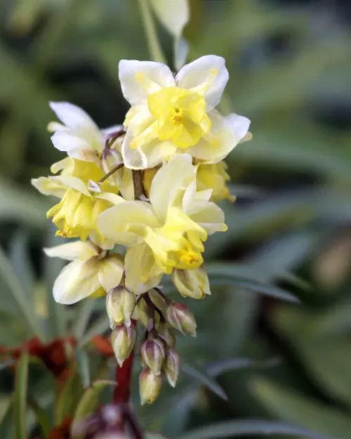 Epimedium versicolor 'Sulphureum', Schwefelfarbige Elfenblume