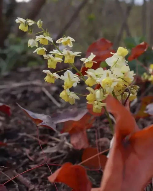 Epimedium versicolor 'Sulphureum', Schwefelfarbige Elfenblume