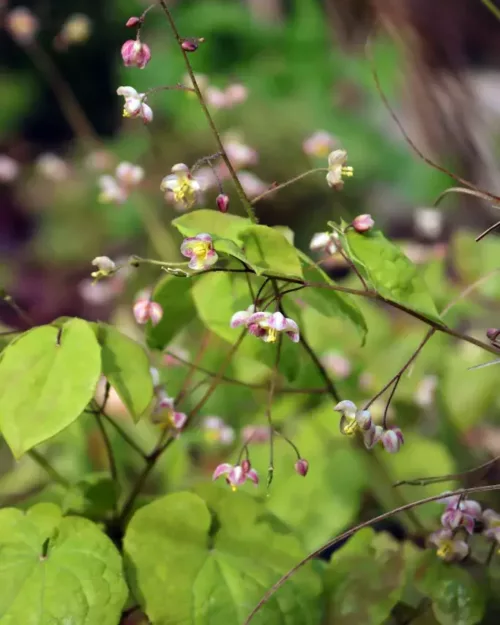 Epimedium x cantabrigiense - Cambridge-Elfenblume