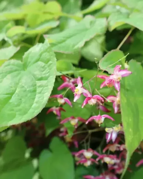 Epimedium x rubrum, Rote Elfenblume