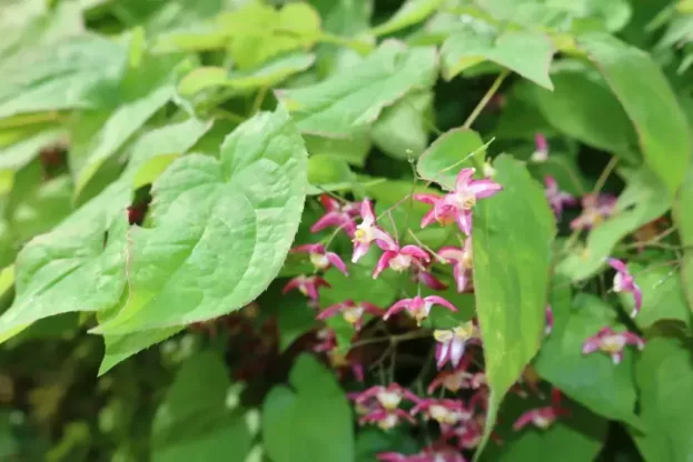 Epimedium x rubrum, Rote Elfenblume