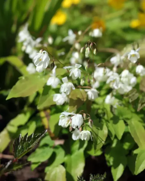 Epimedium x youngianum 'Niveum' - Kleine Elfenblume