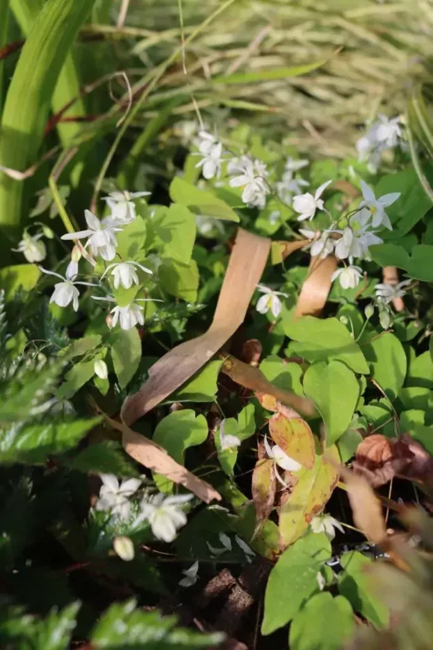 Epimedium x youngianum 'Niveum' - Kleine Elfenblume