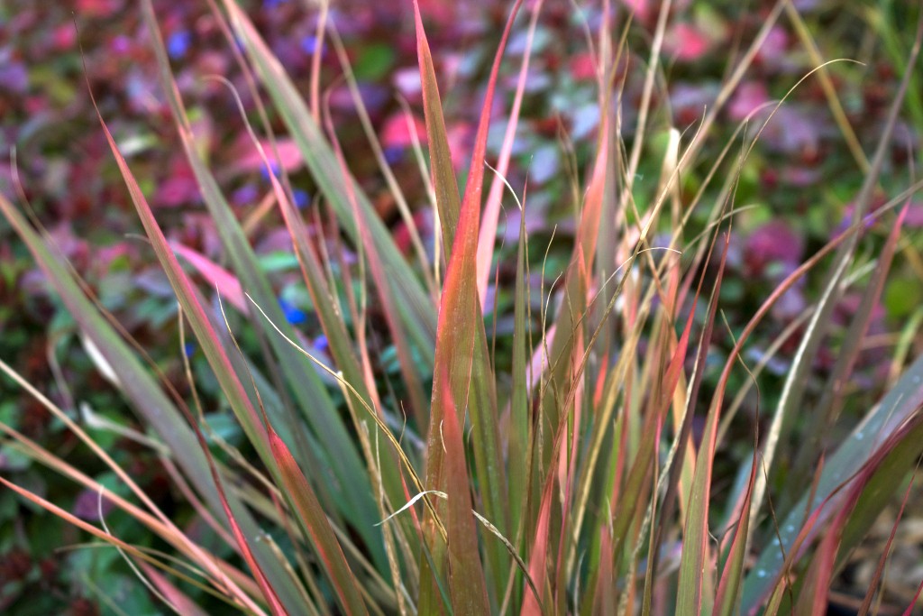 Purpur Liebesgras Eragrostis Spectabilis Purpurflirren Pflanzkompass