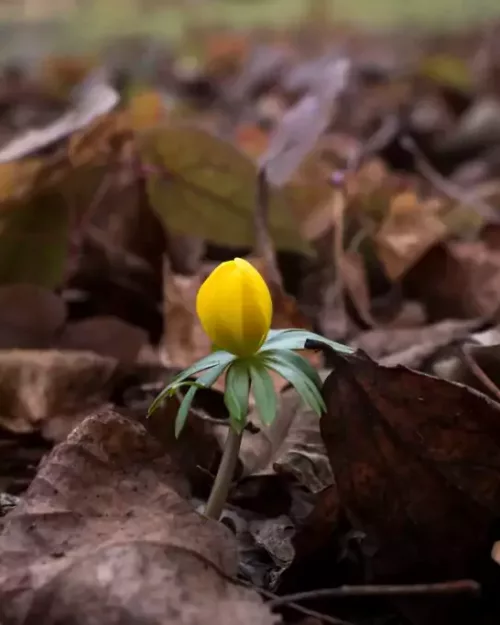 Eranthis cilicica, Später-Winterling